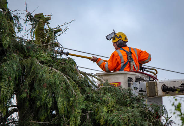 Best Tree Risk Assessment  in Charleston, MO