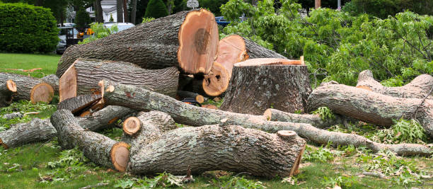 Best Hazardous Tree Removal  in Charleston, MO