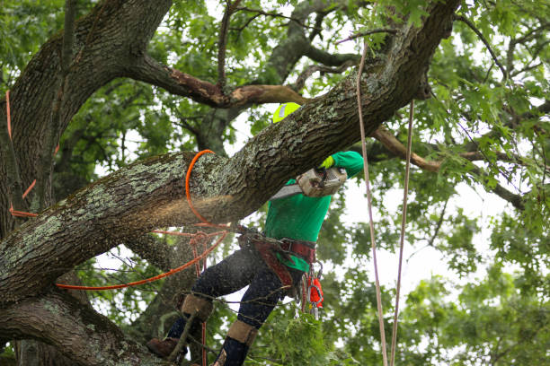 Best Stump Grinding and Removal  in Charleston, MO