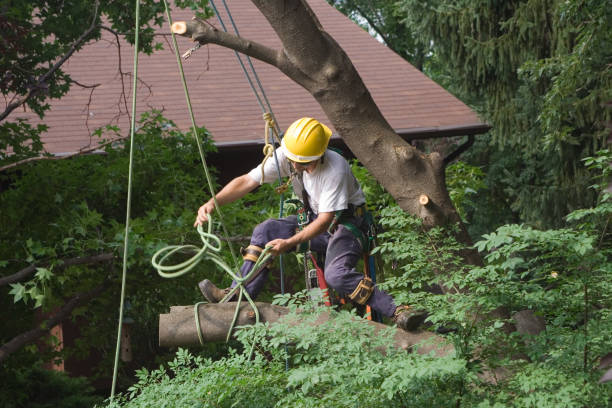 Best Tree and Shrub Care  in Charleston, MO