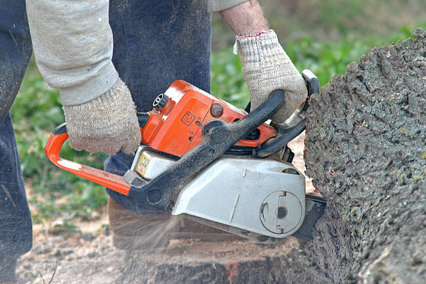How Our Tree Care Process Works  in  Charleston, MO