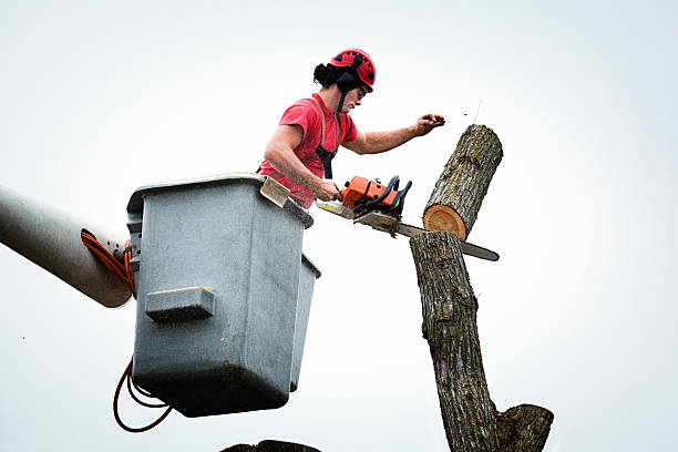 Best Emergency Tree Removal  in Charleston, MO