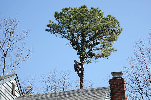 Best Tree Mulching  in Charleston, MO