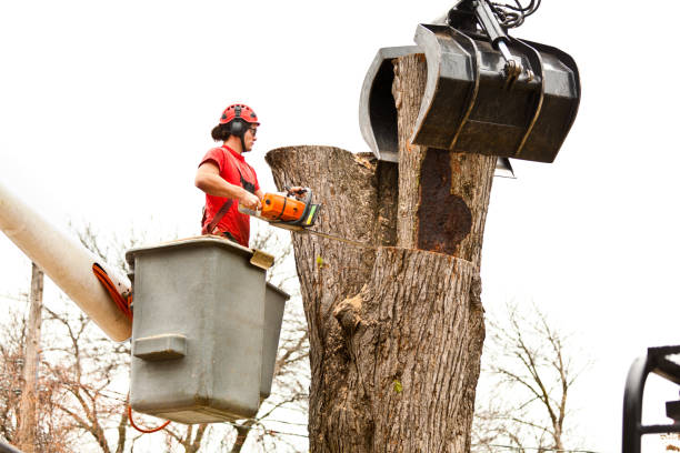 Best Root Management and Removal  in Charleston, MO