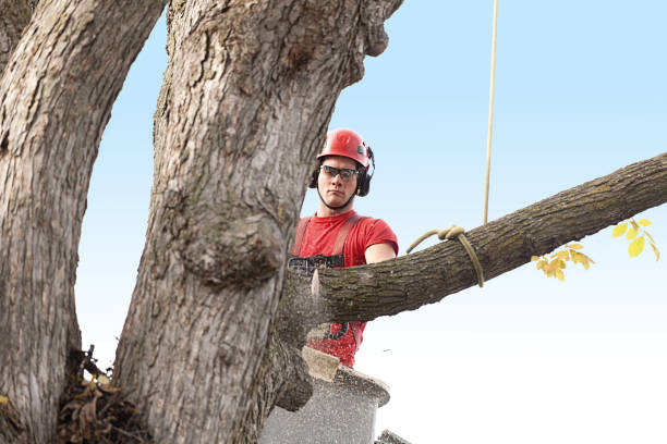 Best Tree Preservation Services  in Charleston, MO